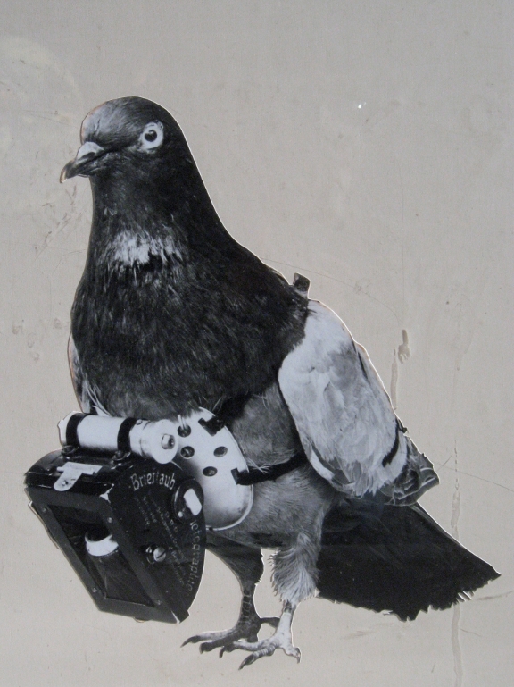 A pigeon with a camera attached